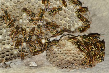 Üzerinde eşekarıları olan bir arı kovanı. Eşek arıları polisi. Yakından çekilen bir eşek arısı ailesinin yuvası.