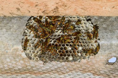 Eşekarısı yuvası üzerine oturan Yaban arıları ile.