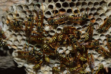 Üzerinde eşek arıları olan eşek arısı yuvası. Eşek arıları polist. Bir yuva