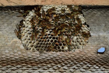 Üzerinde eşekarıları olan bir arı kovanı. Eşek arıları polisi. Yakından çekilen bir eşek arısı ailesinin yuvası.