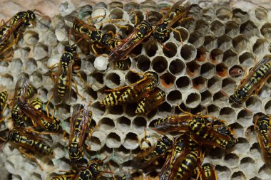 Üzerinde eşek arıları olan eşek arısı yuvası. Eşek arıları polist. Bir yuva