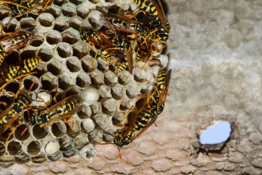 Eşekarısı yuvası üzerine oturan Yaban arıları ile.