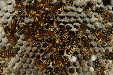 Üzerinde eşekarıları olan bir arı kovanı. Eşek arıları polisi. Yakından çekilen bir eşek arısı ailesinin yuvası.