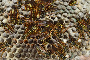 Eşekarısı yuvası üzerine oturan Yaban arıları ile.