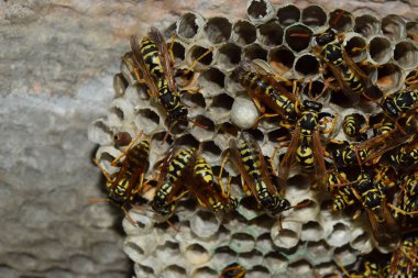 Üzerinde eşek arıları olan eşek arısı yuvası. Eşek arıları polist. Bir yuva