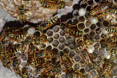 Eşekarısı yuvası üzerine oturan Yaban arıları ile.