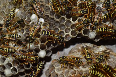 Üzerinde eşek arıları olan eşek arısı yuvası. Eşek arıları polist. Bir yuva