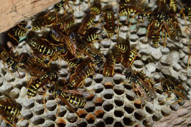 Üzerinde eşekarıları olan bir arı kovanı. Eşek arıları polisi. Yakından çekilen bir eşek arısı ailesinin yuvası.