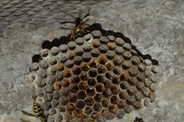 Eşekarısı yuvası üzerine oturan Yaban arıları ile.