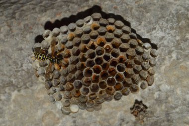 Eşekarısı yuvası üzerine oturan Yaban arıları ile.