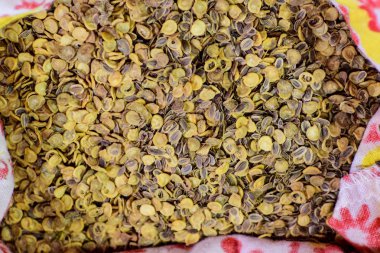 Domates ve dere otu tohumları. Tohum Ekim için askıya alındı. Domates tohumları ve dereotu.