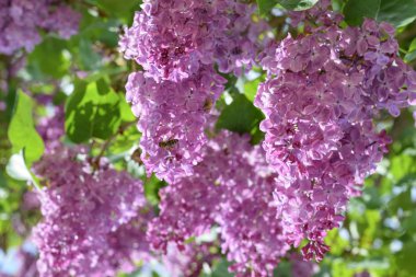 Bombyliidae ve leylak arıya.
