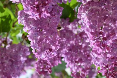 Lila renkler Shaggy anında