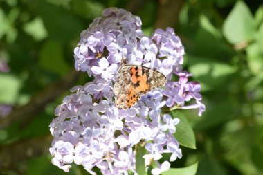 Kelebek döküntü Lila renkler. Kelebek Ürtiker.
