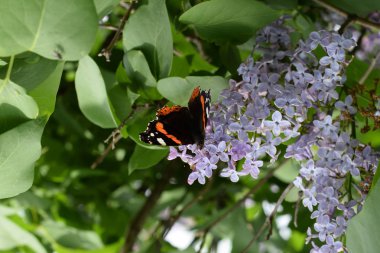 Bir kelebek Amiral dalları üzerinde eflatun çiçekler