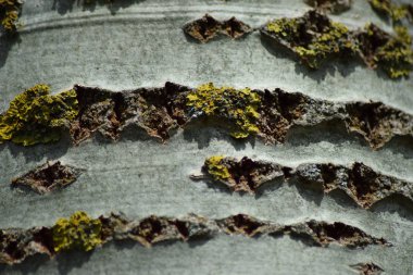 Kavak kabuk arka plan