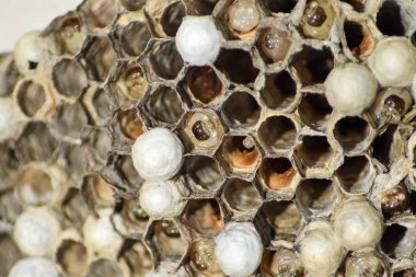 Yaban arıları polist. Vespiary