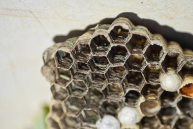 Vespiary. Yaban arıları polist.