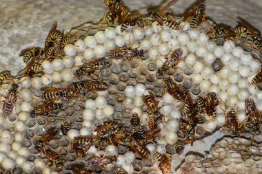 Üzerinde eşek arıları olan eşek arısı yuvası. Eşek arıları polist. Bir yuva