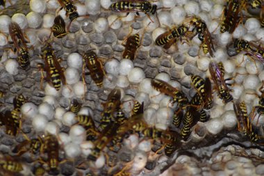 Üzerinde eşekarıları olan bir arı kovanı. Eşek arıları polisi. Yakından çekilen bir eşek arısı ailesinin yuvası.
