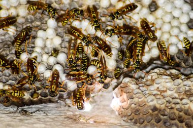 Eşekarısı yuvası üzerine oturan Yaban arıları ile.