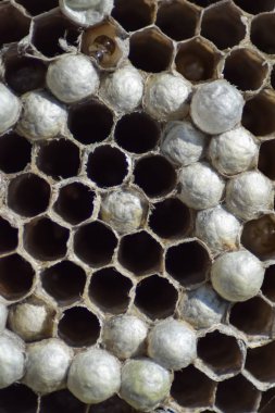 Yaban arıları polist. Vespiary