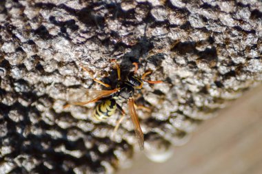 Vespiary. Yaban arıları polist.