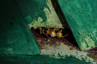 Eşek arıları erkektir. Arılar delikten dışarı bakıyorlar. Eşek arıları polist.