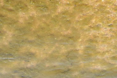 Kıyı deniz dalgaları. Deniz yosunu ile deniz suyu. Kıyı yosun. Deniz plaj.