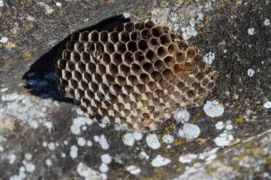 Vespiary. Yaban arıları polist.