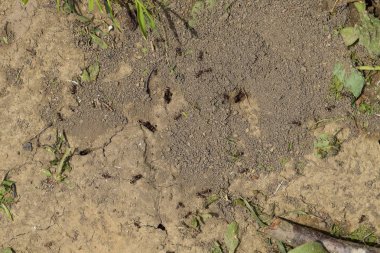 Karıncaların toprak yuvasında oturum açın