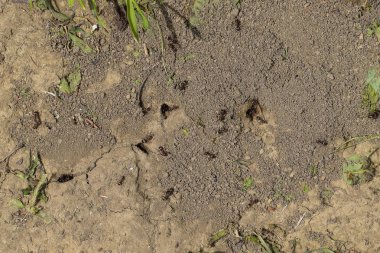 Karıncaların toprak yuvasında oturum açın