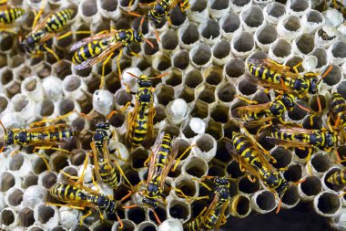 Yaban arıları polist. Vespiary