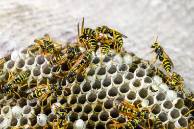 Yaban arıları polist. Vespiary