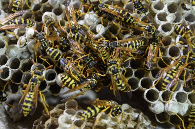 Vespiary. Yaban arıları polist.