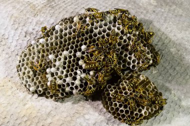 Vespiary. Yaban arıları polist.