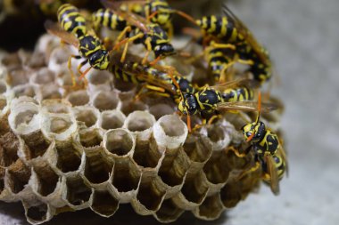 Üzerinde eşekarıları olan bir arı kovanı. Eşek arıları polisi. Yakından çekilen bir eşek arısı ailesinin yuvası.