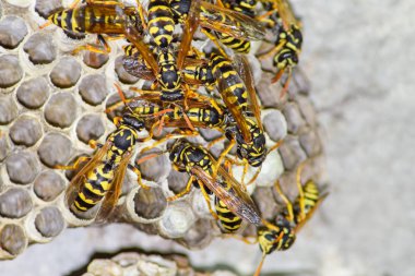 Yaban arıları polist. Vespiary