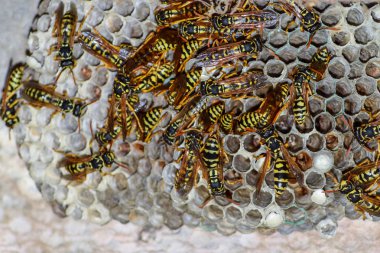 Yaban arıları polist. Vespiary