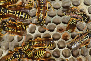 Yaban arıları polist. Vespiary