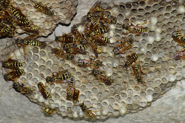 Üzerinde eşek arıları olan eşek arısı yuvası. Eşek arıları polist. Bir yuva