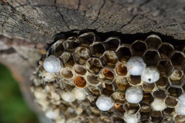 Eşekarısı yuvası üzerine oturan Yaban arıları ile.