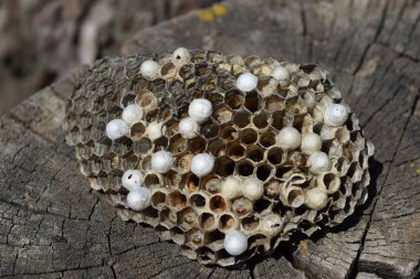 Eşek arısı olmayan eşek arısı yuvası. Ele geçirilen yuva arıları. Petek