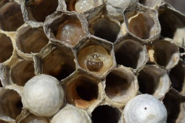 Larvalar peteğin eşekarısı yuvası içinde.