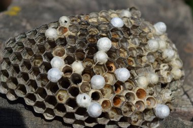 Üzerinde eşekarıları olan bir arı kovanı. Eşek arıları polisi. Yakından çekilen bir eşek arısı ailesinin yuvası.