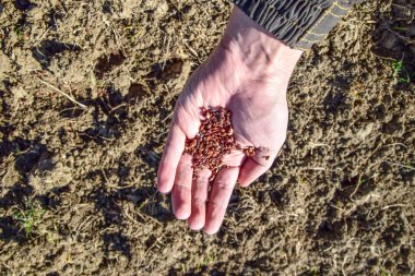 Mısır kontrolden Ekim