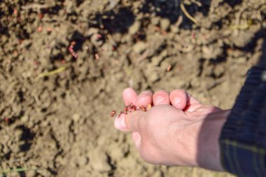 Mısır kontrolden Ekim