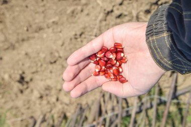 Mısır kontrolden Ekim