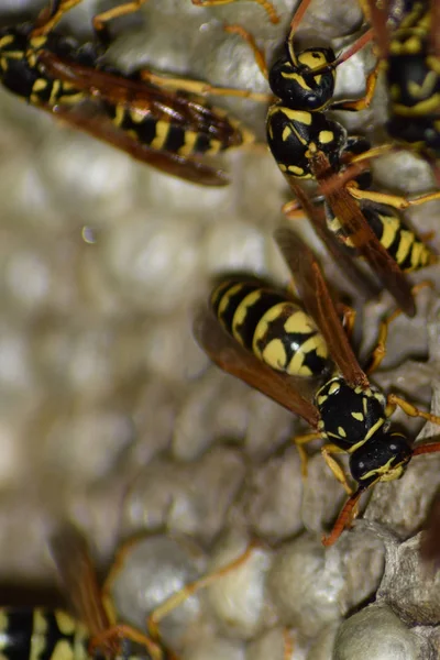Üzerinde eşekarıları olan bir arı kovanı. Eşek arıları polisi. Yakından çekilen bir eşek arısı ailesinin yuvası.