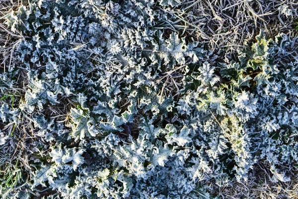 叶子的草与雪。冻土。土壤和雪的背景 — 图库照片